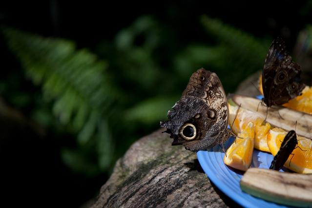 Niagara Parks Butterfly Conservatory